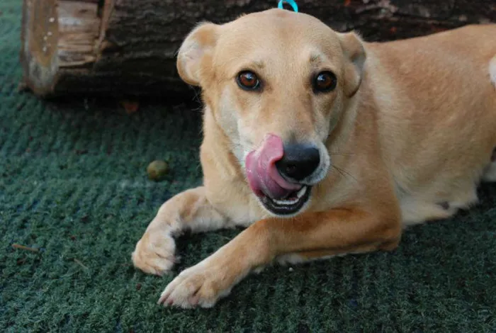 Cachorro ra a SRD idade 1 ano nome Athena - Boazinhaa!