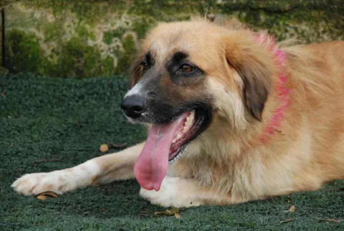 Cachorro ra a SRD  idade 2 anos nome Maria Vitória