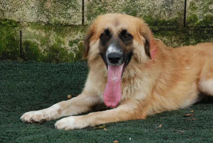Cachorro ra a SRD  idade 2 anos nome Maria Vitória