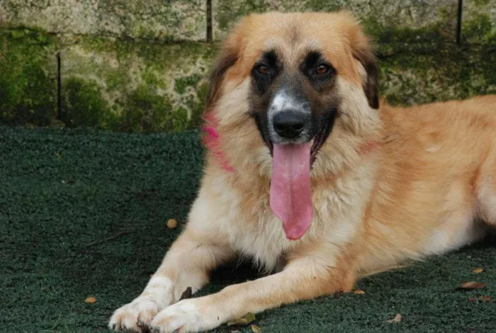 Cachorro ra a SRD  idade 2 anos nome Maria Vitória