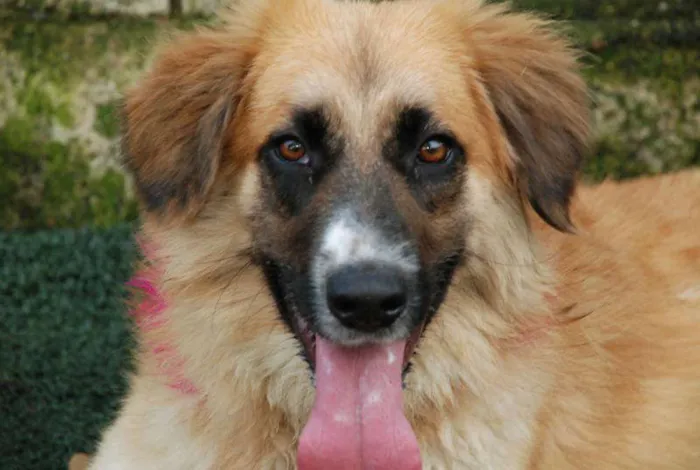 Cachorro ra a SRD  idade 2 anos nome Maria Vitória