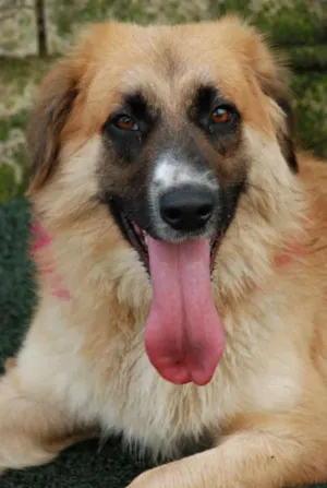 Cachorro raça SRD  idade 2 anos nome Maria Vitória