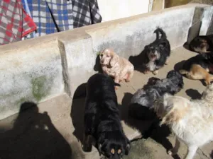 Cachorro raça VARIADAS idade 1 ano nome 25 ABANDONADOS
