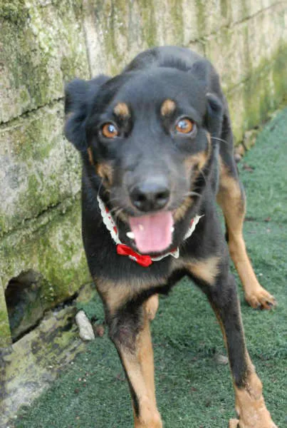 Cachorro ra a SRD idade 6 ou mais anos nome Neguinha - Princesi