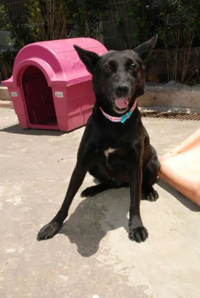Cachorro ra a SRD idade 6 ou mais anos nome Monalisa - Uma Lind