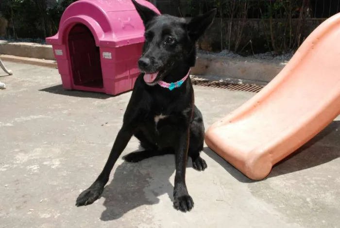 Cachorro ra a SRD idade 6 ou mais anos nome Monalisa - Uma Lind