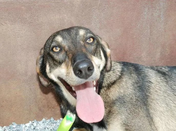 Cachorro ra a SRD idade 4 anos nome Ronaldo - Lindo dem