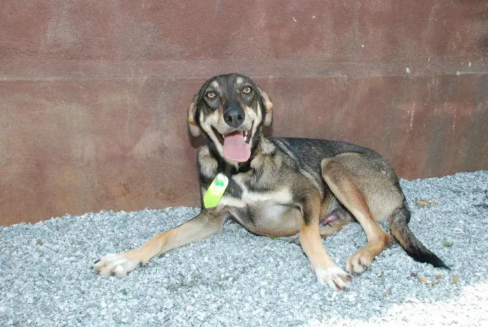 Cachorro ra a SRD idade 4 anos nome Ronaldo - Lindo dem