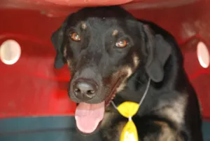 Cachorro raça SRD idade 1 ano nome Rafa - medrosinho!
