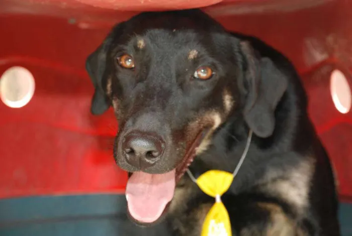 Cachorro ra a SRD idade 1 ano nome Rafa - medrosinho!