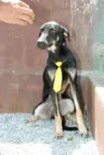 Rafa - medrosinho!