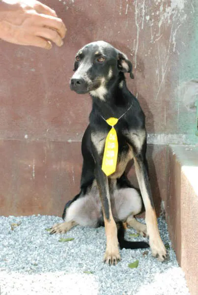Cachorro ra a SRD idade 1 ano nome Rafa - medrosinho!