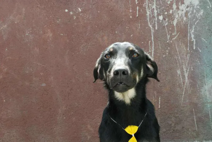 Cachorro ra a SRD idade 1 ano nome Rafa - medrosinho!