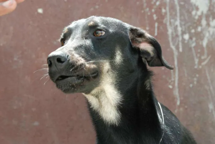 Cachorro ra a SRD idade 1 ano nome Rafa - medrosinho!