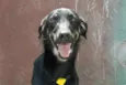 Rafa - medrosinho!