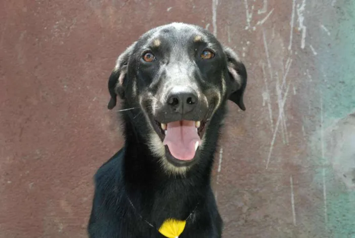 Cachorro ra a SRD idade 1 ano nome Rafa - medrosinho!