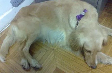 Cachorro ra a Cocker idade 3 anos nome sem nome