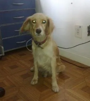 Cachorro raça Cocker idade 3 anos nome sem nome