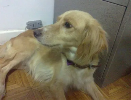 Cachorro ra a Cocker idade 3 anos nome sem nome