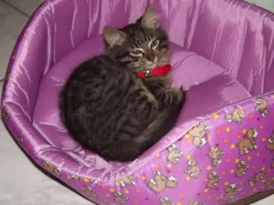 Gato raça SRD idade 1 ano nome Jessie