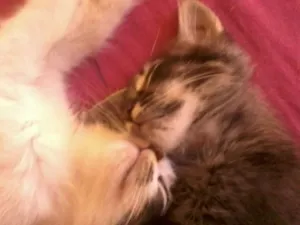Gato raça SRD idade 2 a 6 meses nome Sem nome