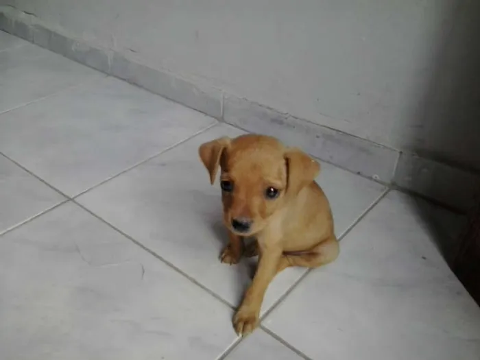 Cachorro ra a viralata idade 2 a 6 meses nome nina