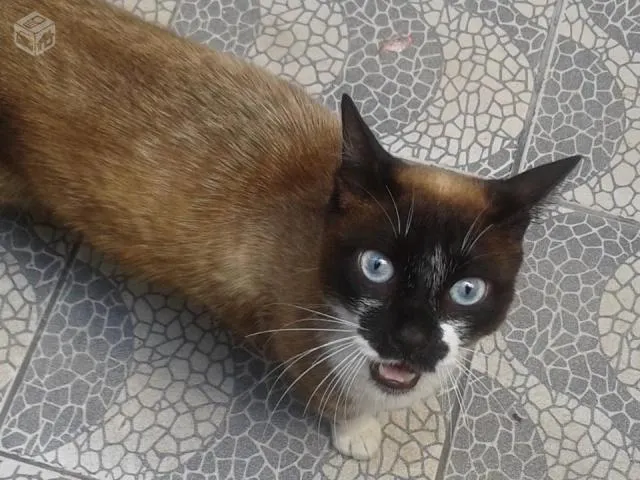Gato raça Siamês idade 2 anos nome tom