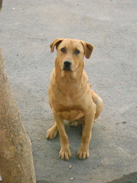 Cachorro ra a Mestiço de Labrador idade 2 anos nome Leão