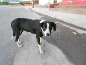 Cachorro raça Sem Raça definida idade 1 ano nome Neguiunha