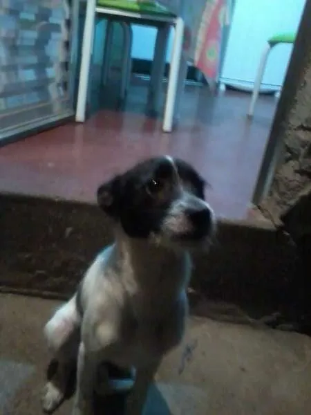 Cachorro ra a NÃO DEFINIDA idade 1 ano nome MEG
