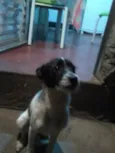 MEG