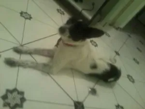 Cachorro raça NÃO DEFINIDA idade 1 ano nome MEG