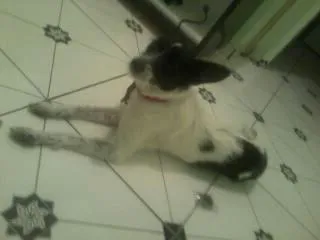 Cachorro ra a NÃO DEFINIDA idade 1 ano nome MEG