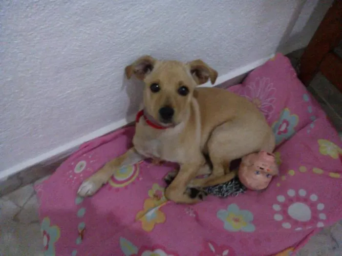 Cachorro ra a vira lata idade 2 a 6 meses nome HENZO