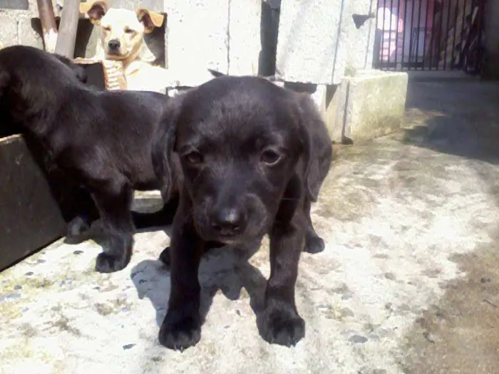 Cachorro ra a vira lata idade Abaixo de 2 meses nome  1 macho