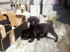 Cachorro raça vira lata idade Abaixo de 2 meses nome  1 macho