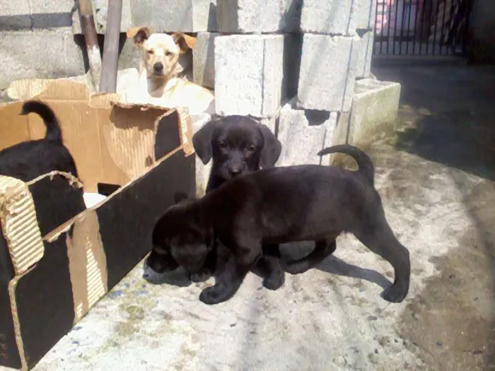 Cachorro ra a vira lata idade Abaixo de 2 meses nome  1 macho