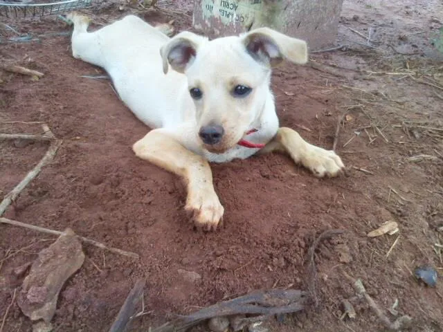 Cachorro ra a vira lata idade 2 a 6 meses nome HENZO