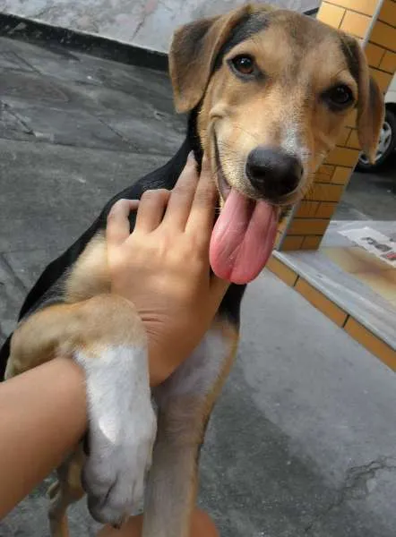 Cachorro raça Mestiço idade 7 a 11 meses nome Vini