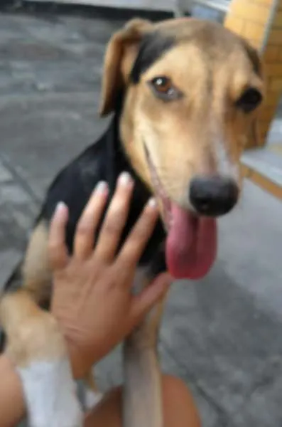 Cachorro raça Mestiço idade 7 a 11 meses nome Vini