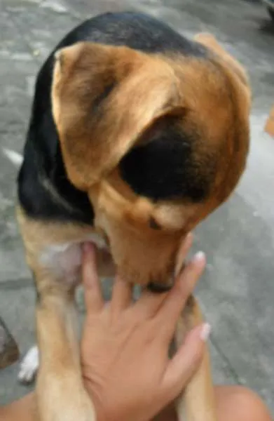 Cachorro raça Mestiço idade 7 a 11 meses nome Vini