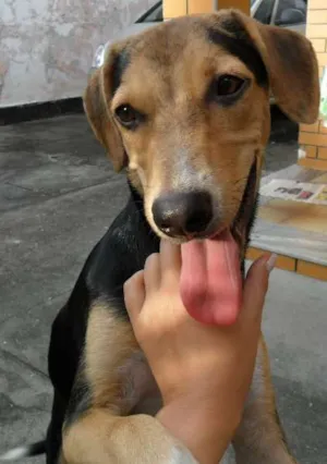 Cachorro raça Mestiço idade 7 a 11 meses nome Vini