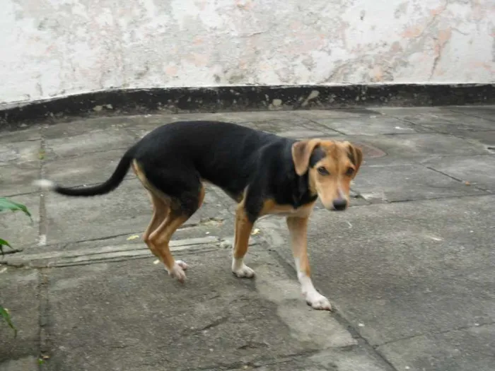 Cachorro raça Mestiço idade 7 a 11 meses nome Vini