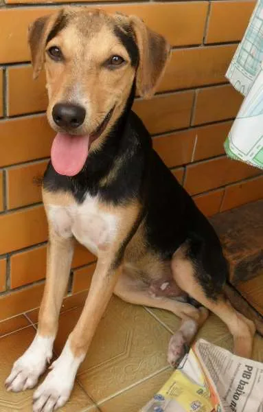 Cachorro raça Mestiço idade 7 a 11 meses nome Vini