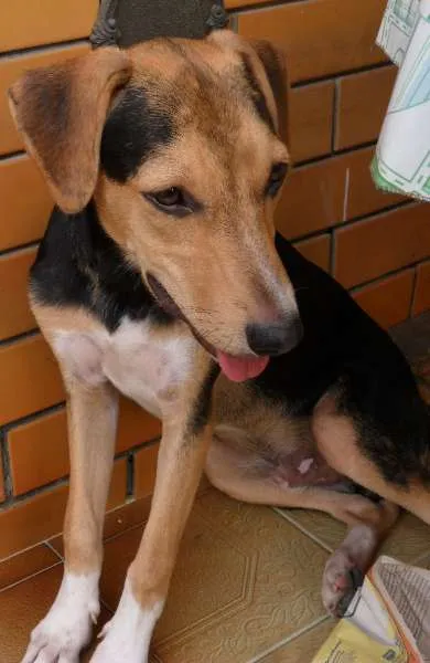 Cachorro raça Mestiço idade 7 a 11 meses nome Vini