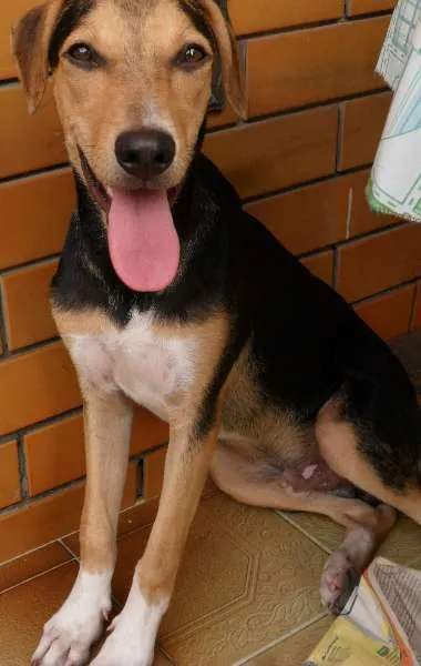 Cachorro raça Mestiço idade 7 a 11 meses nome Vini