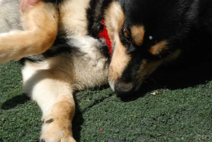 Cachorro ra a Husky Siberiano idade 2 anos nome Duda - Linda Husky