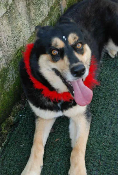 Cachorro ra a Husky Siberiano idade 2 anos nome Duda - Linda Husky