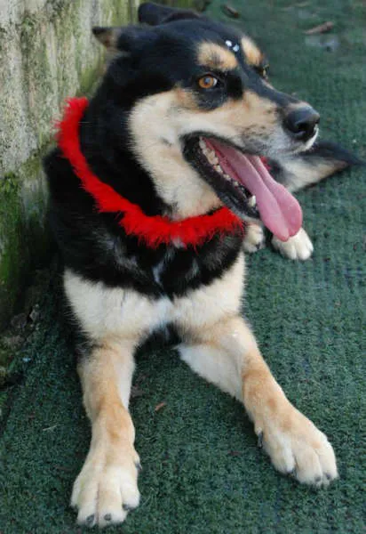 Cachorro ra a Husky Siberiano idade 2 anos nome Duda - Linda Husky