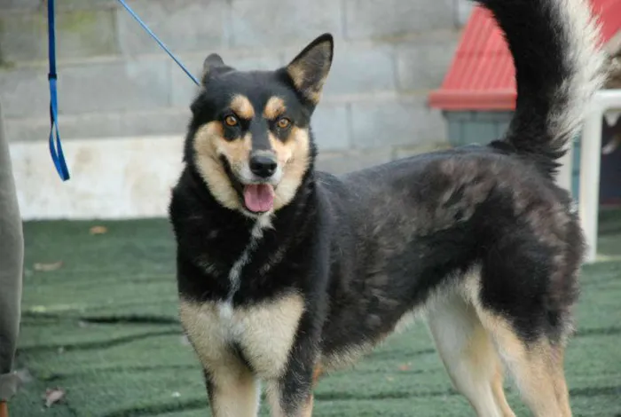 Cachorro ra a Husky Siberiano idade 2 anos nome Duda - Linda Husky